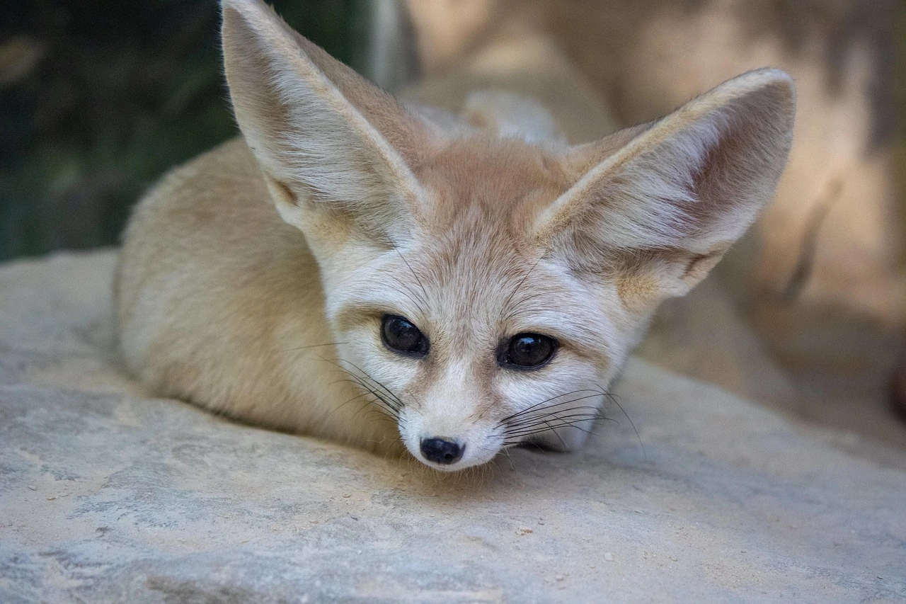 Huxley Innovations brand mascot illustration featuring a lovely fennec fox staring inquisitively forward