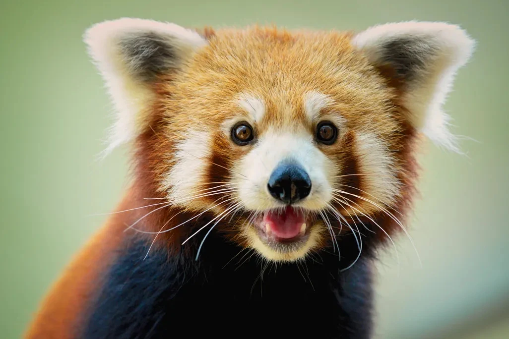 Huxley Innovations brand mascot illustration featuring a lovely red panda smiling